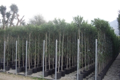 Nerium oleander alberello 